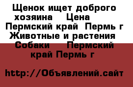 Щенок ищет доброго хозяина  › Цена ­ 10 - Пермский край, Пермь г. Животные и растения » Собаки   . Пермский край,Пермь г.